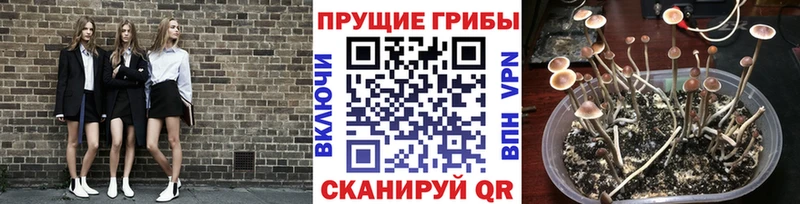 Псилоцибиновые грибы GOLDEN TEACHER  Ершов 